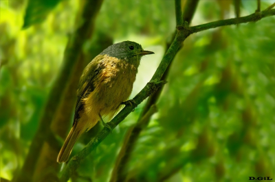 	ABRE ASA DE CABECA CINZA (Mionectes rufiventris)